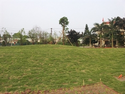 Vườn hoa Tân Phú Hưng